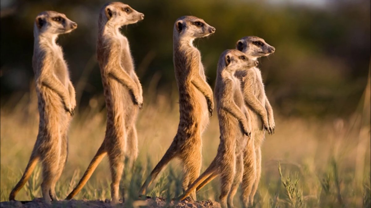 Сурикаты в Африке
