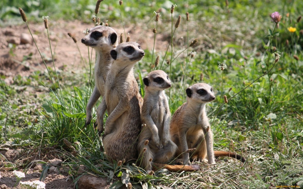 Сурикат в саванне