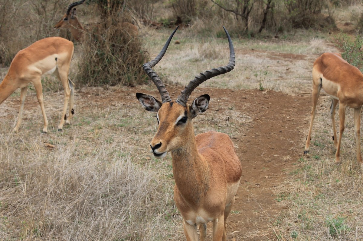 Африканская чернопятая антилопа Импала