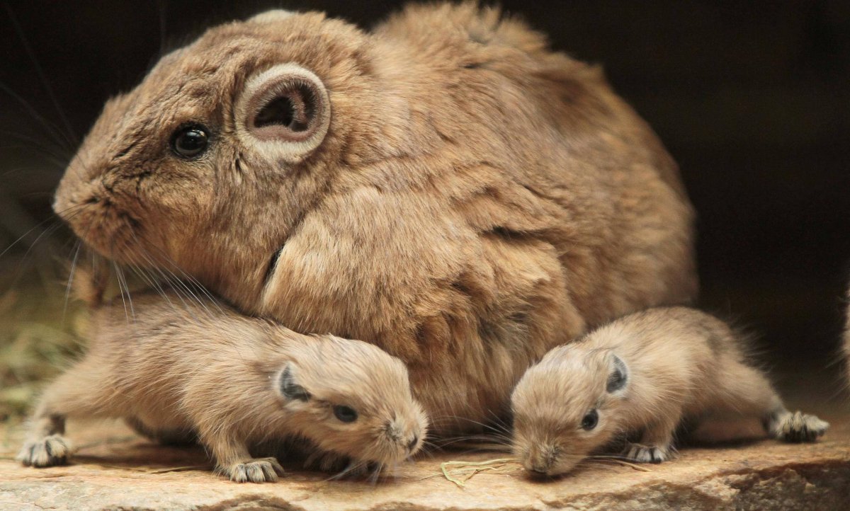 Гунди грызун