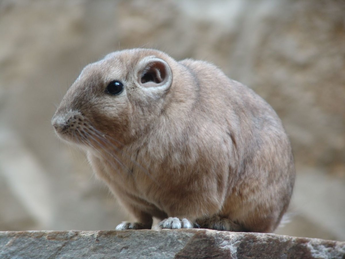 Кистехвостый Гунди