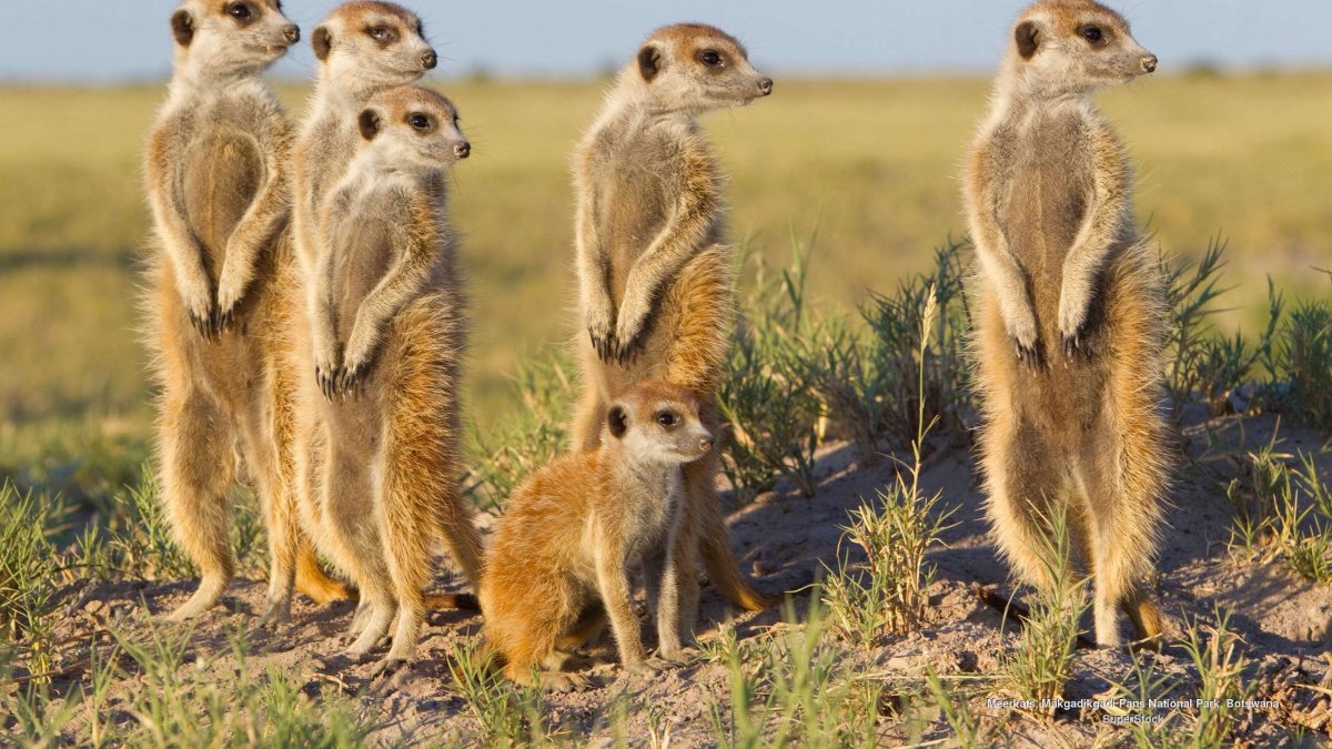 Животные пустыни сурикаты