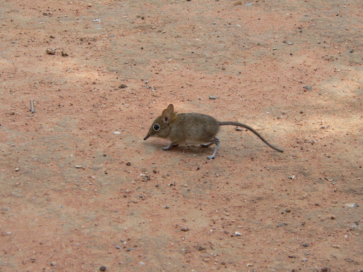 Африканская мышь