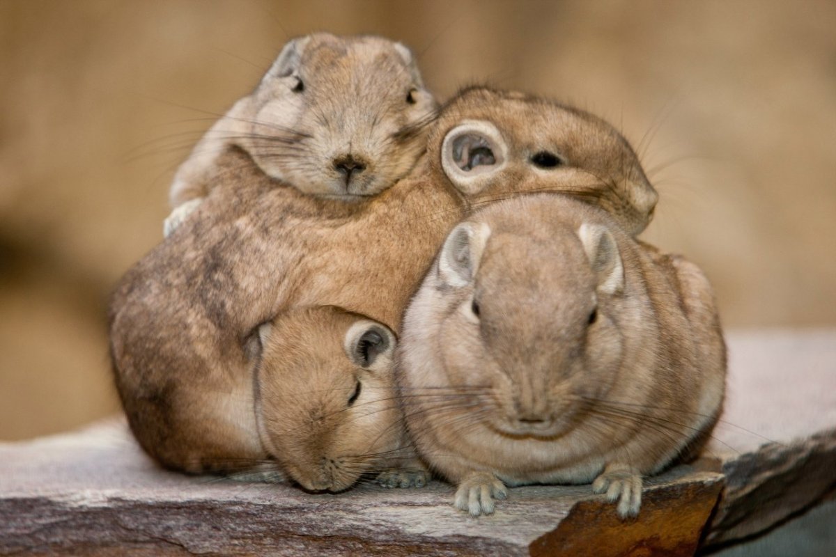 Африканский Гунди