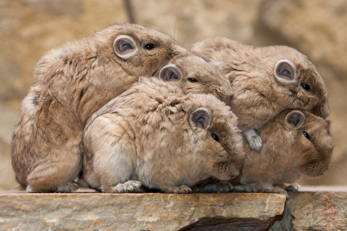 Гунди грызун