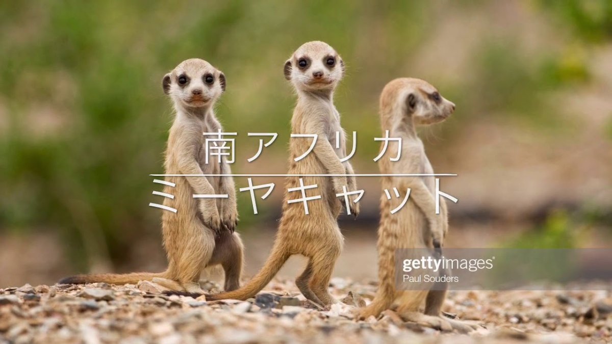 Друзья сурикаты