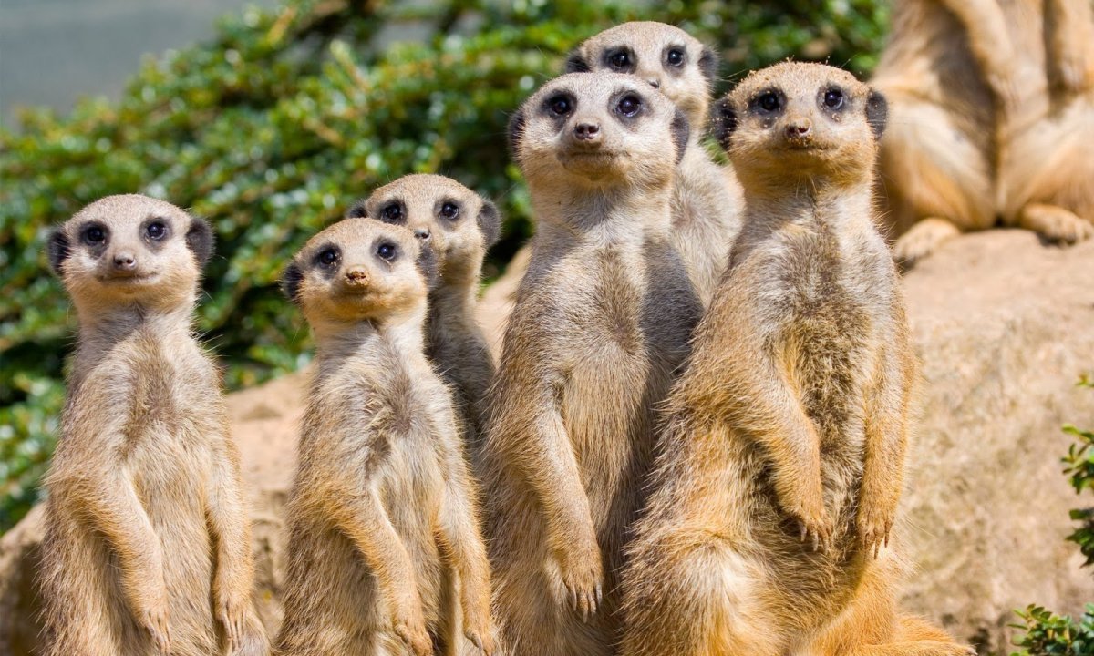 Сурикаты в Африке
