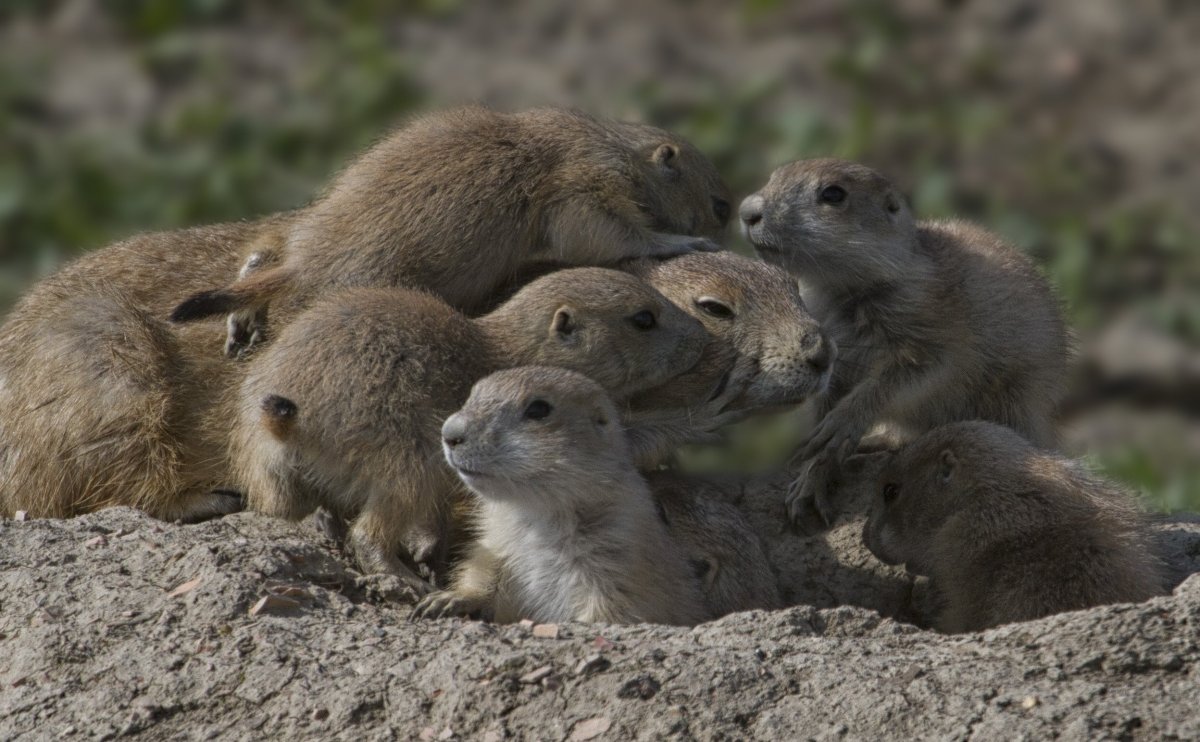 Семейство Сурков