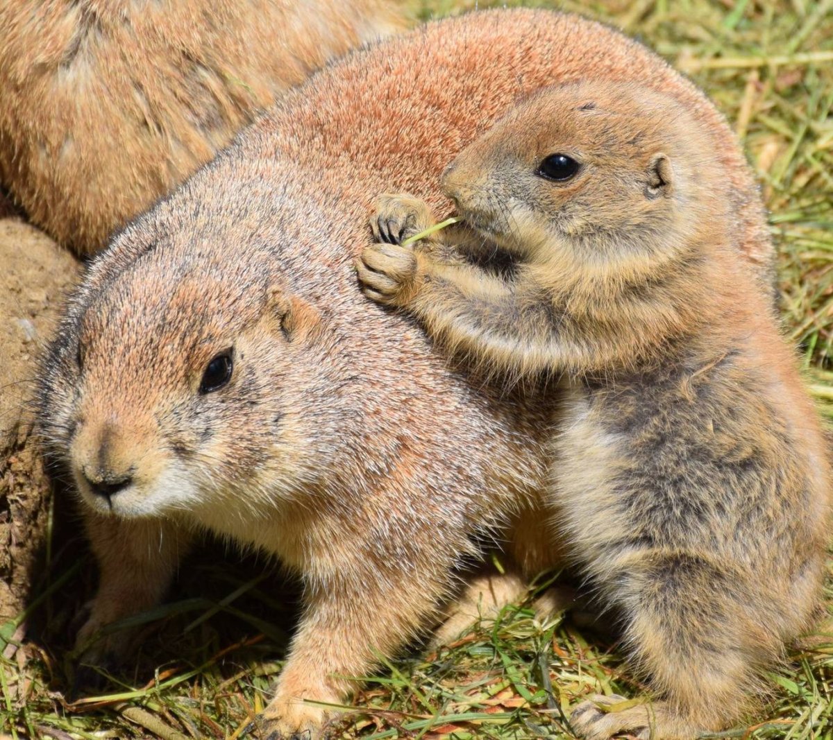 Милые Грызуны