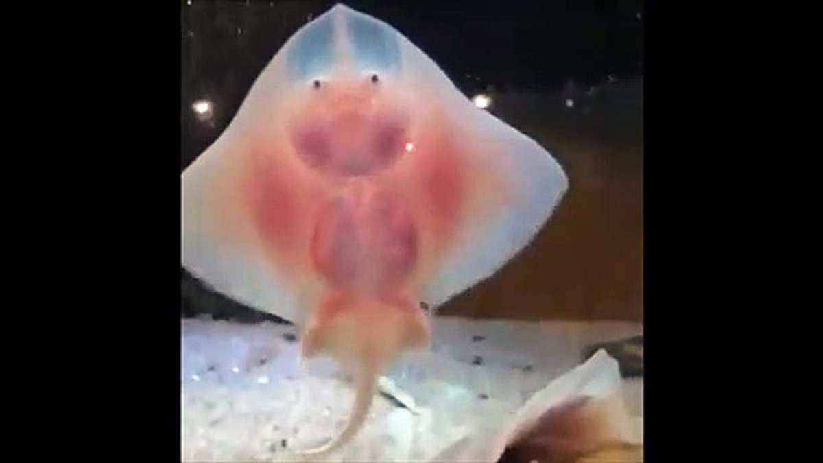 Скат улыбается