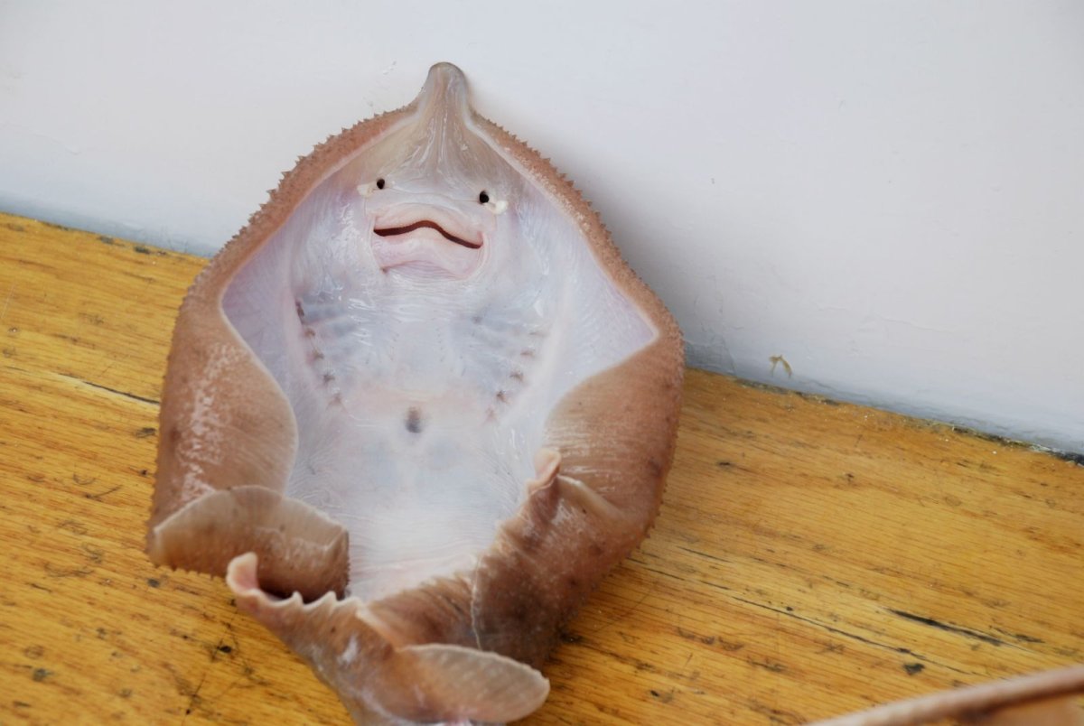 Риф на Мальдивах со скатами