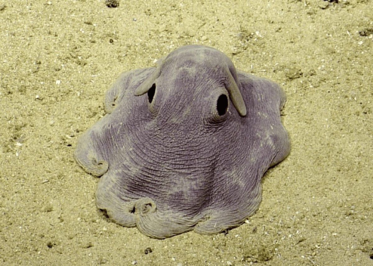 Скат улыбается