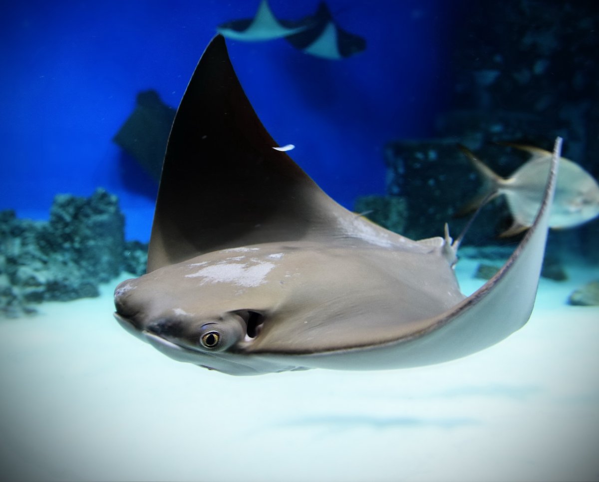 Город скатов Каймановы острова