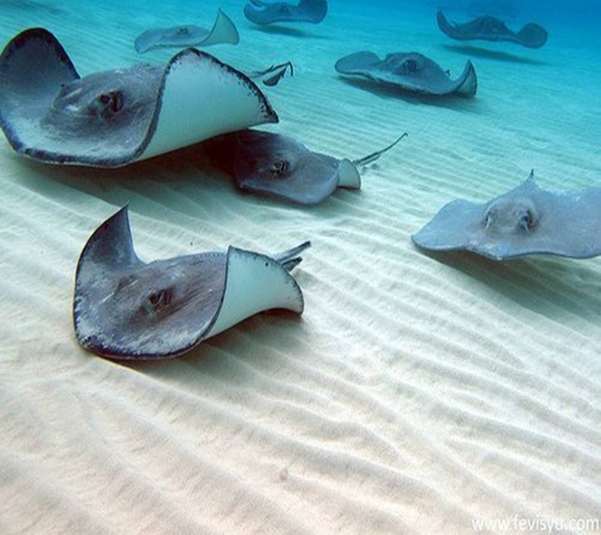 Дьявольский Луч Скат