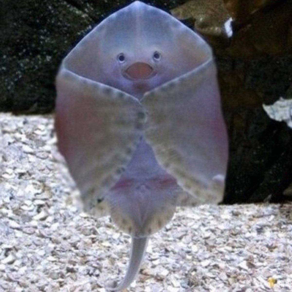 Глаза морских животных