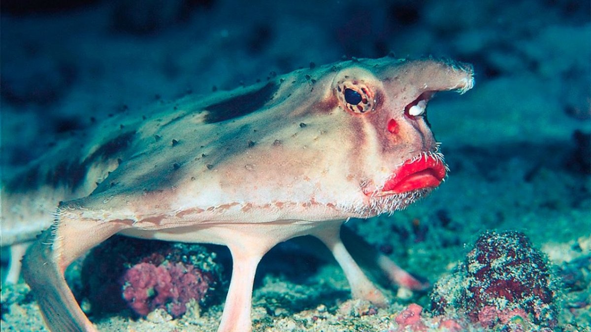 Скат видео для детей