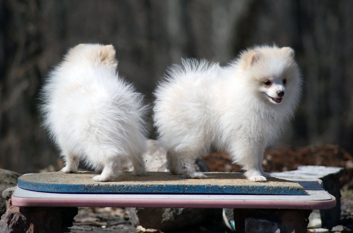 Малый шпиц патиколор