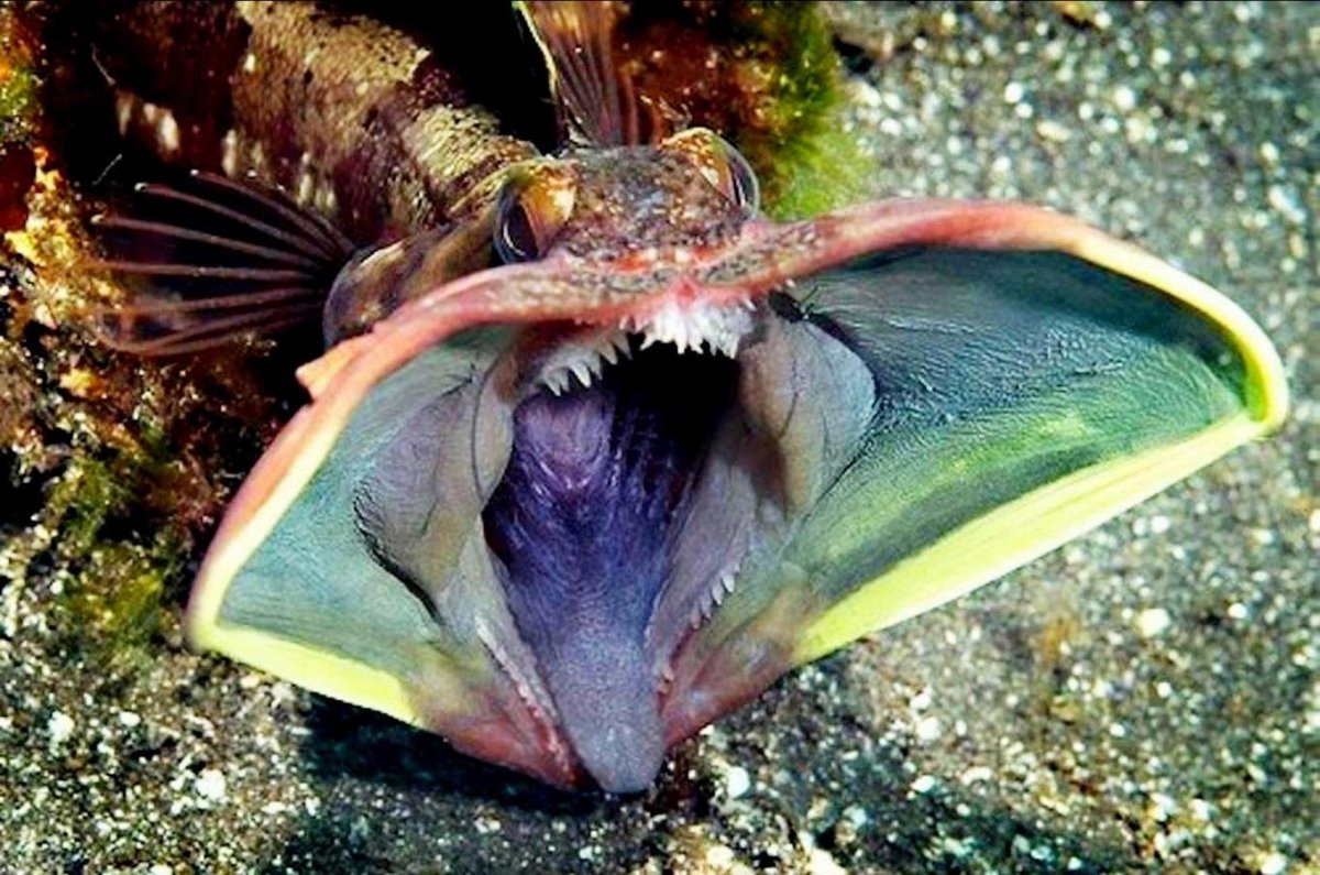 Речной Скат хвостокол