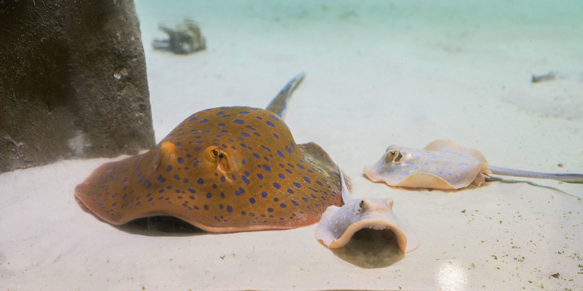 Хвостокол Кюля синепятнистый