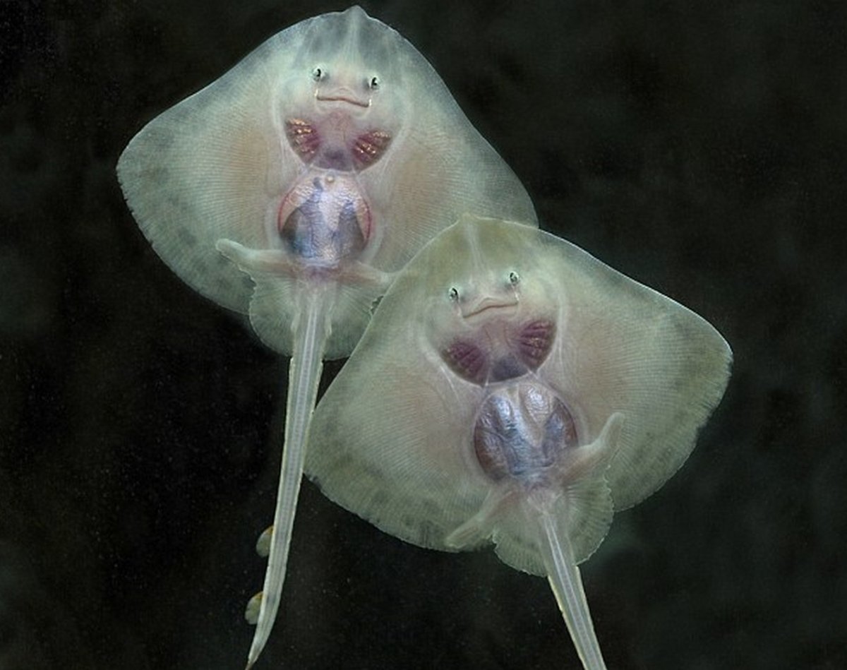 Стингрей Скат