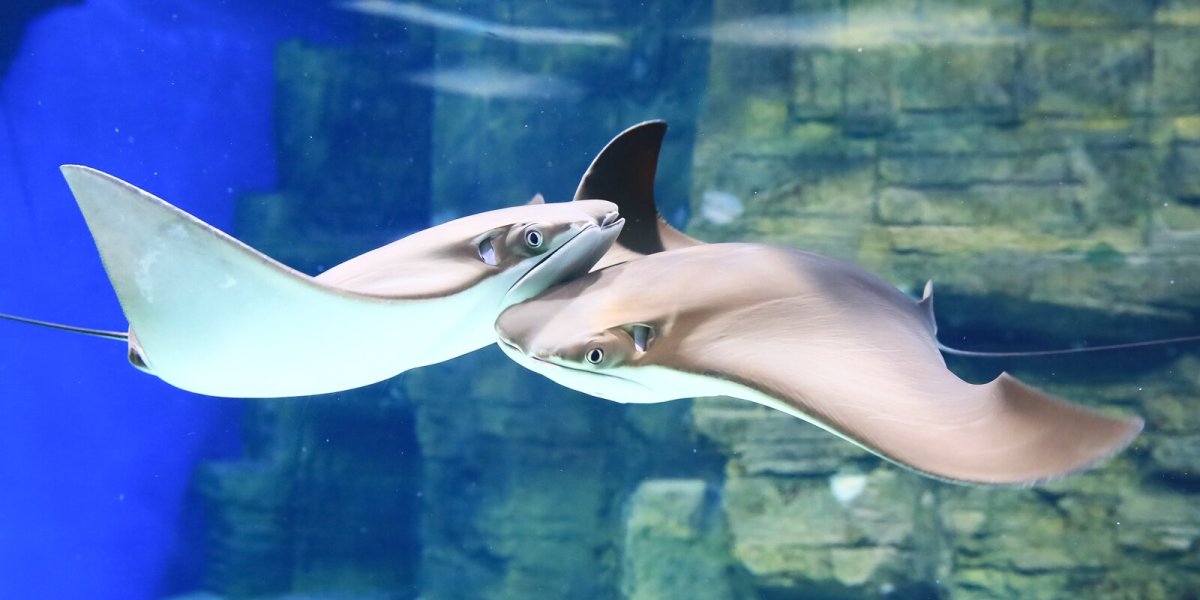 Дельфины и скаты