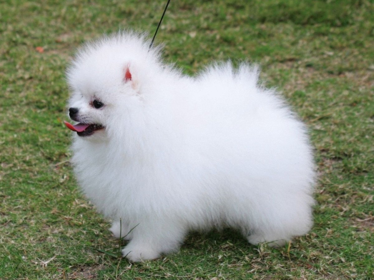 Померанский шпиц