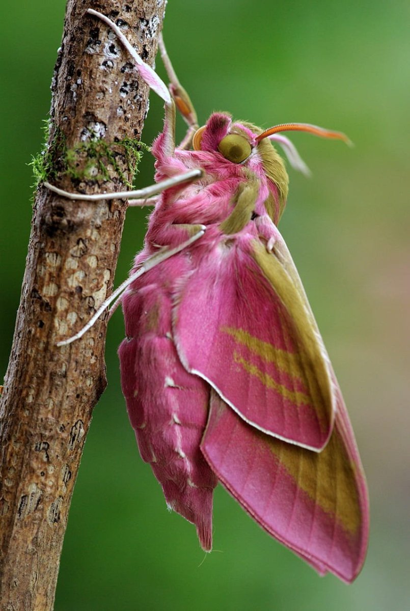 Винный Бражник бабочка