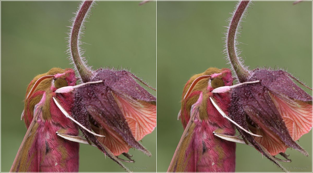 Бражник Эльпенор гусеница