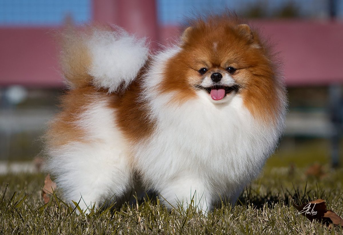 Шпиц собака окрасы