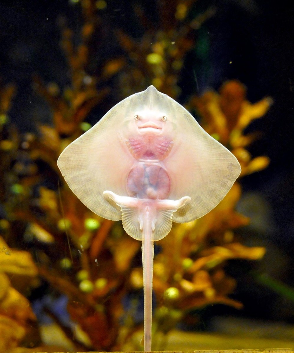 Маленький Скат