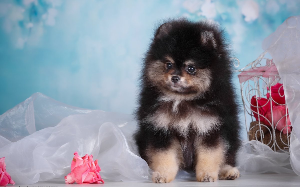 Померанский шпиц Teacup.