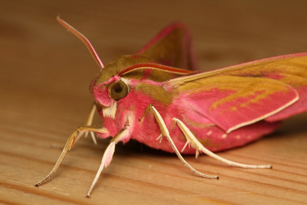 Deilephila elpenor гусеница и бабочка