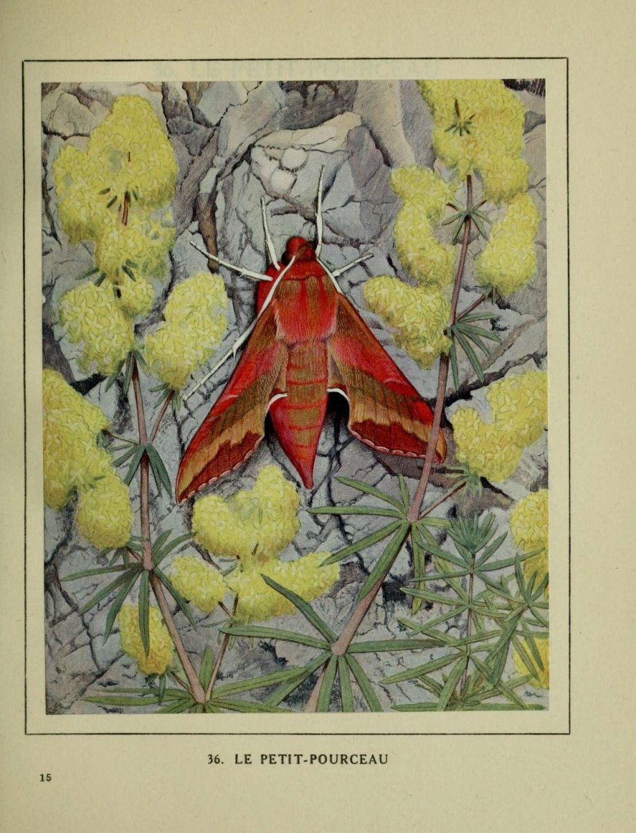 Павлиноглазка Dryocampa rubicunda