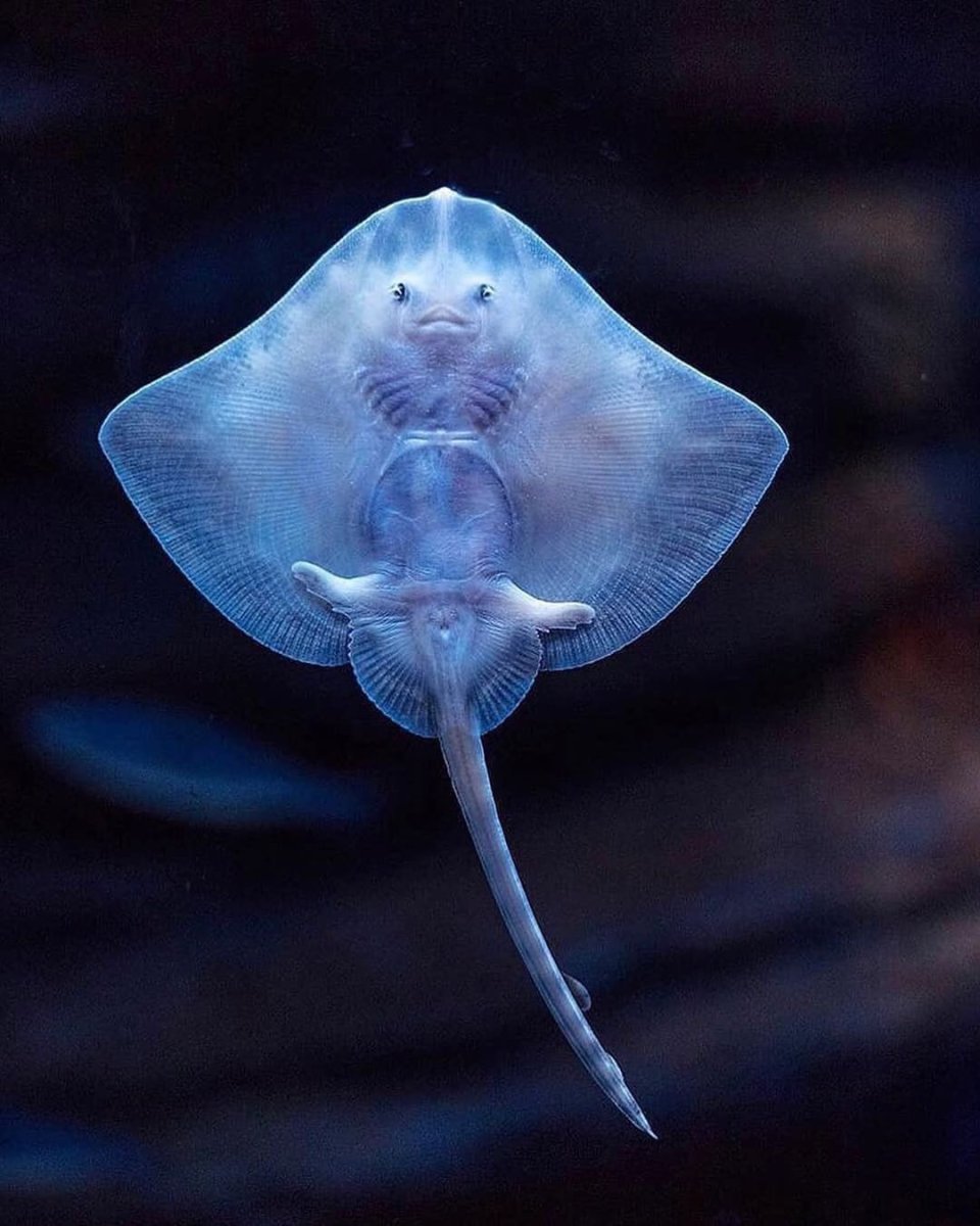 Скат морская лисица