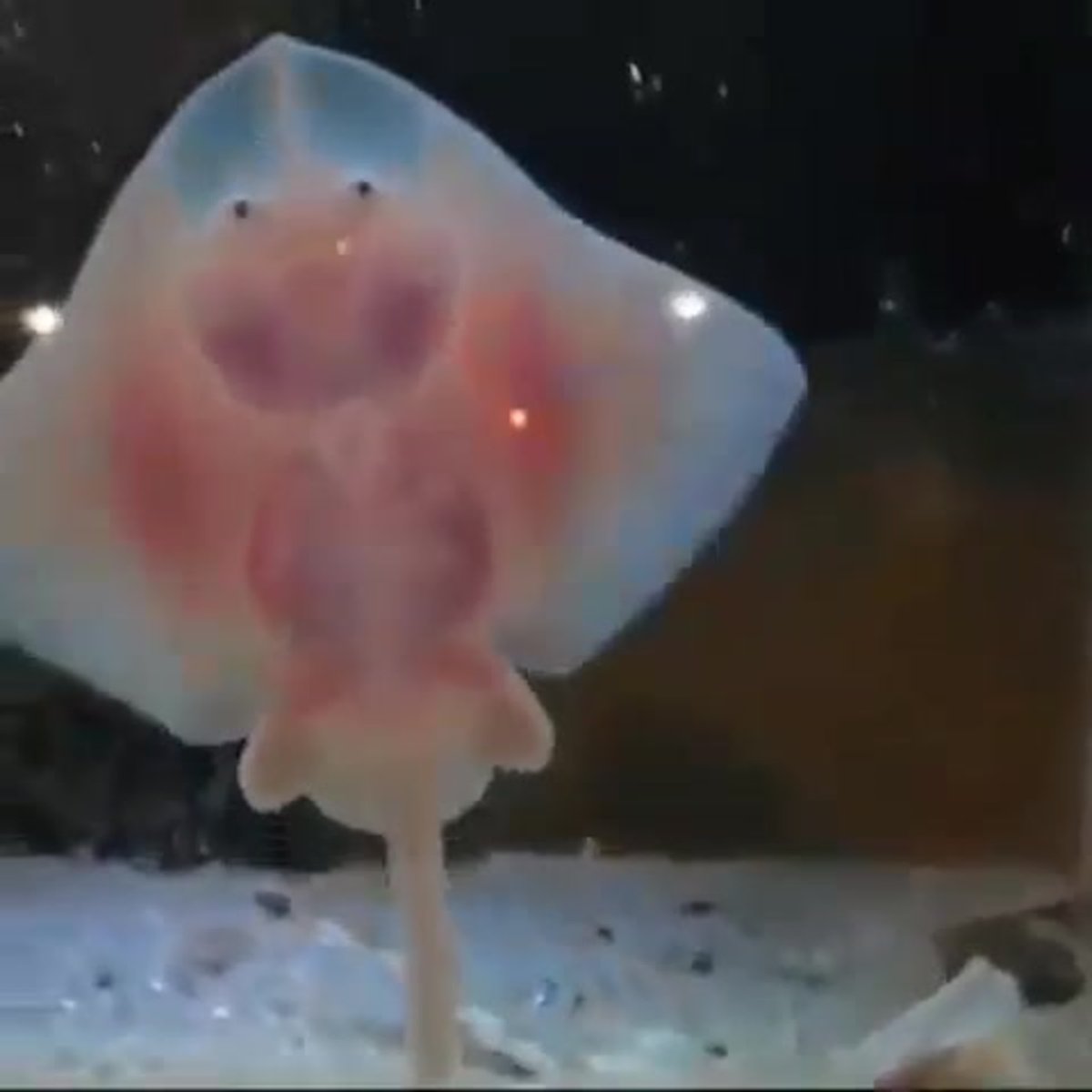 Скат улыбается