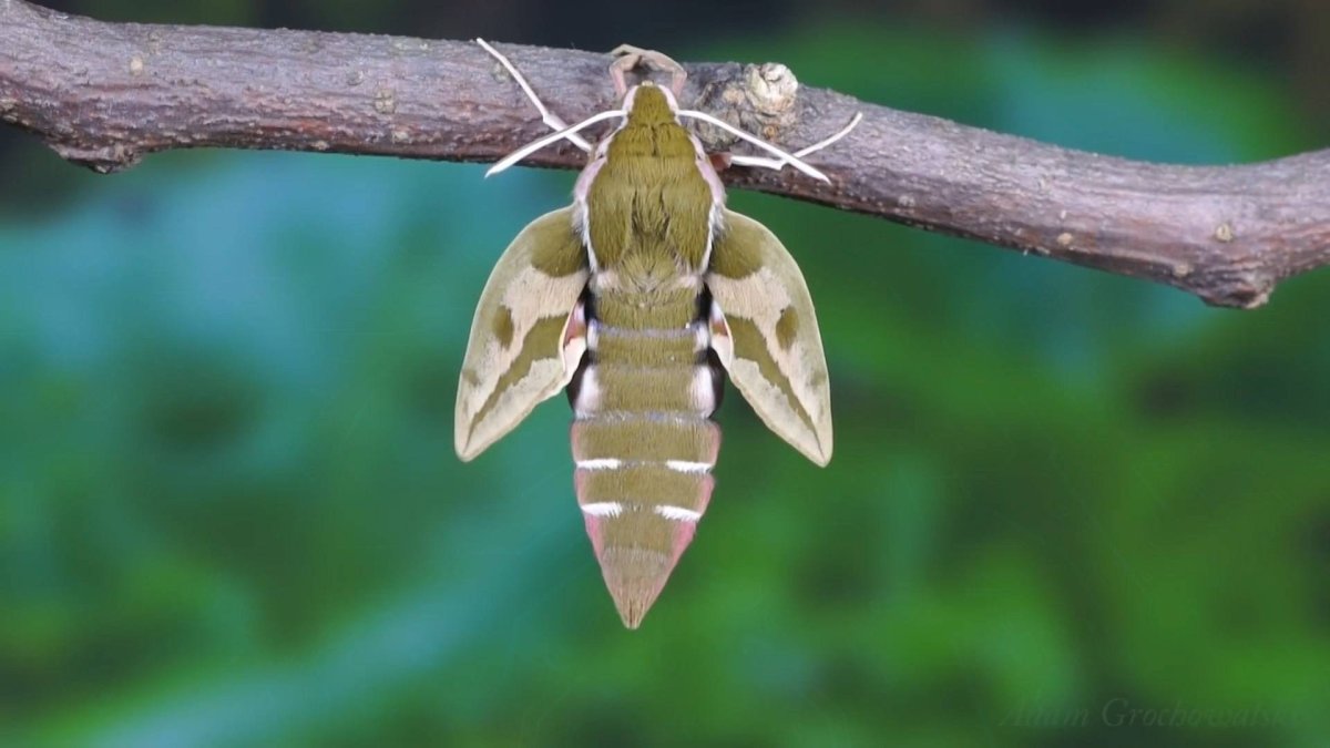 Бражник глазчатый гусеница