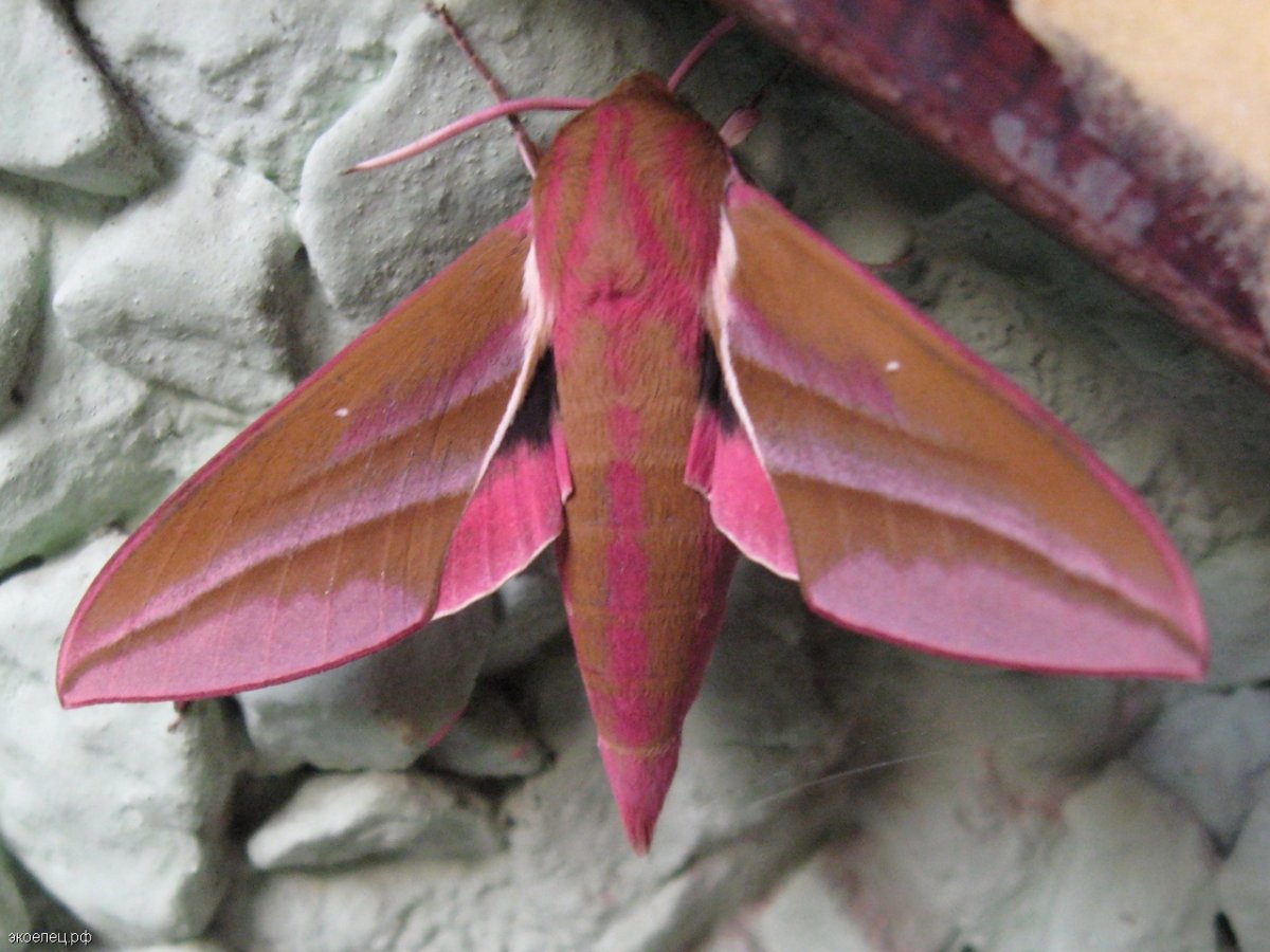 Бражник глазчатый Восточный