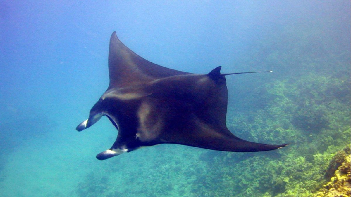 Шутка про ската