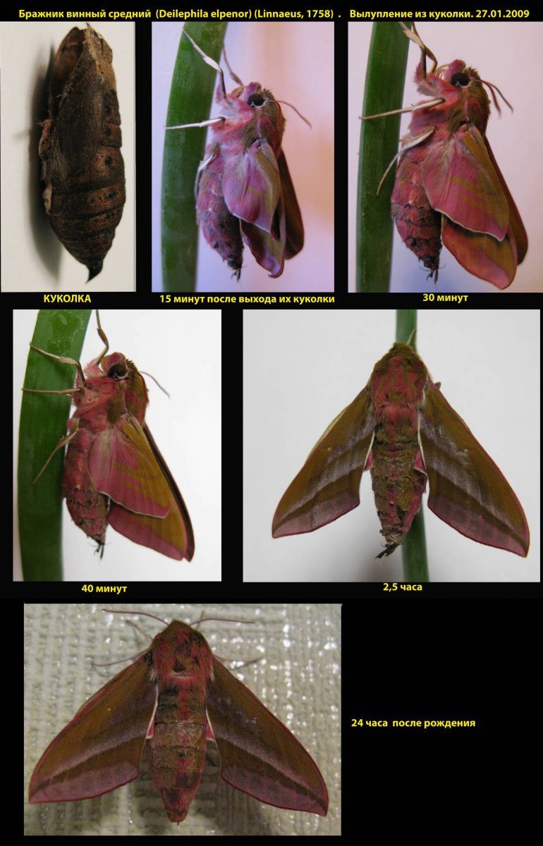 Гусеница Бражник бирючинный