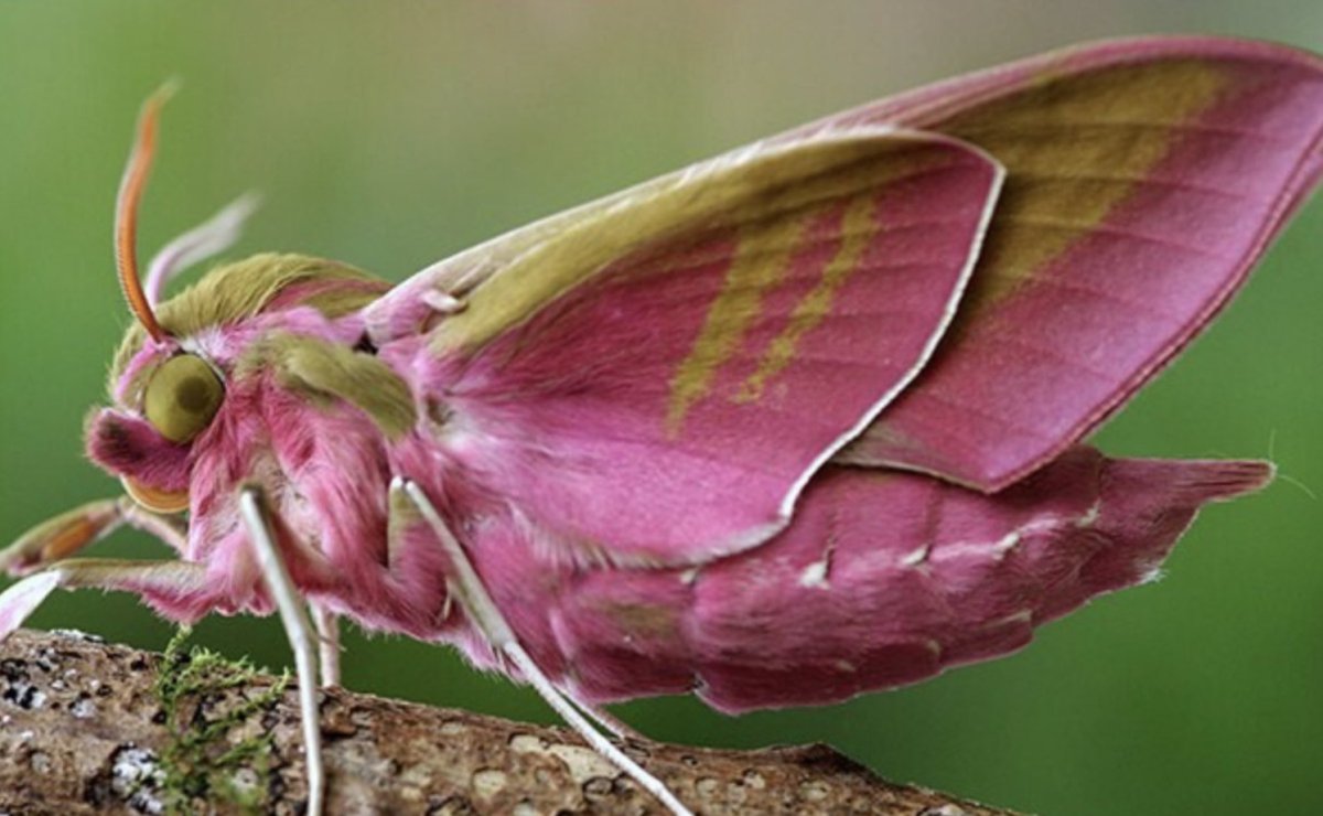 Винный Бражник бабочка