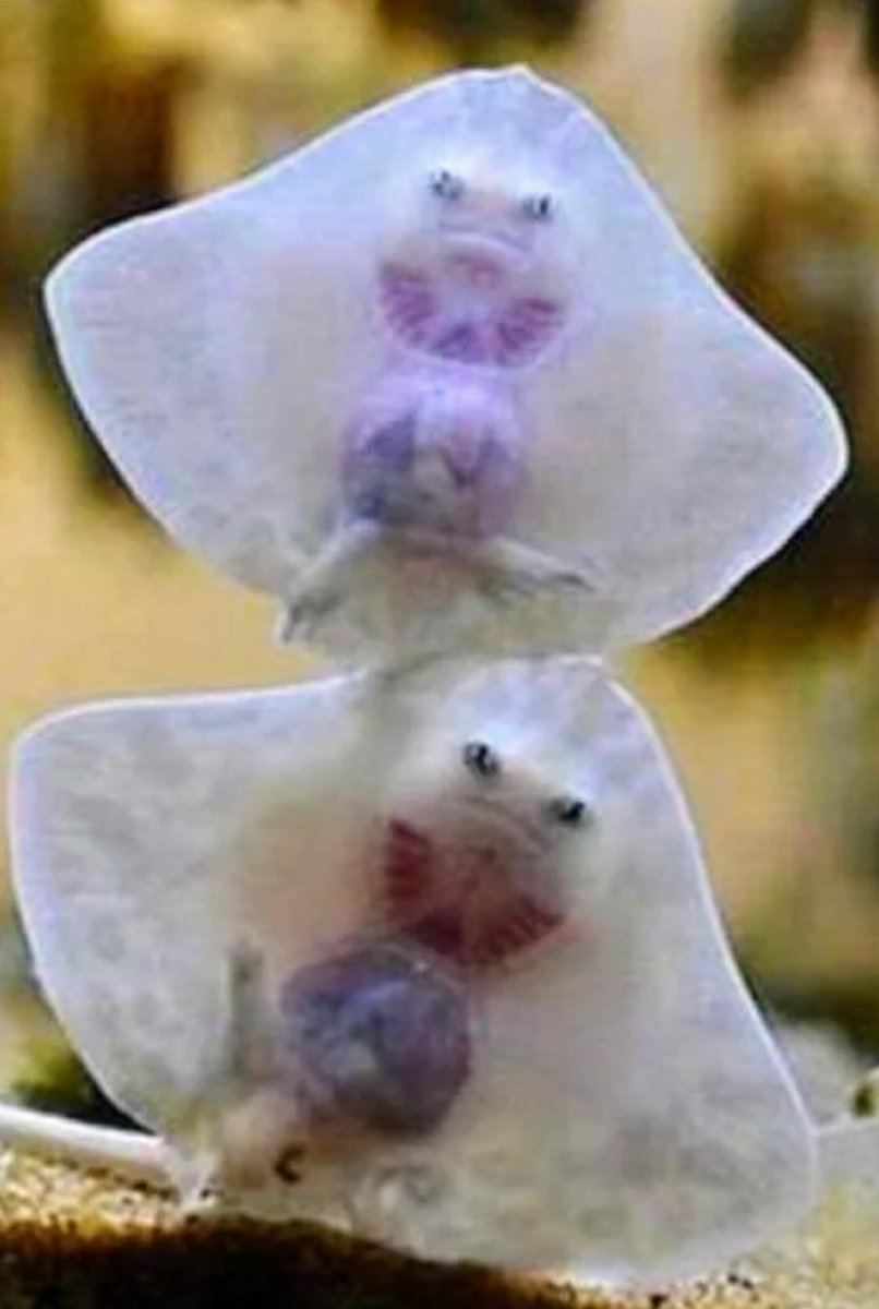 Как выглядит детеныш ската