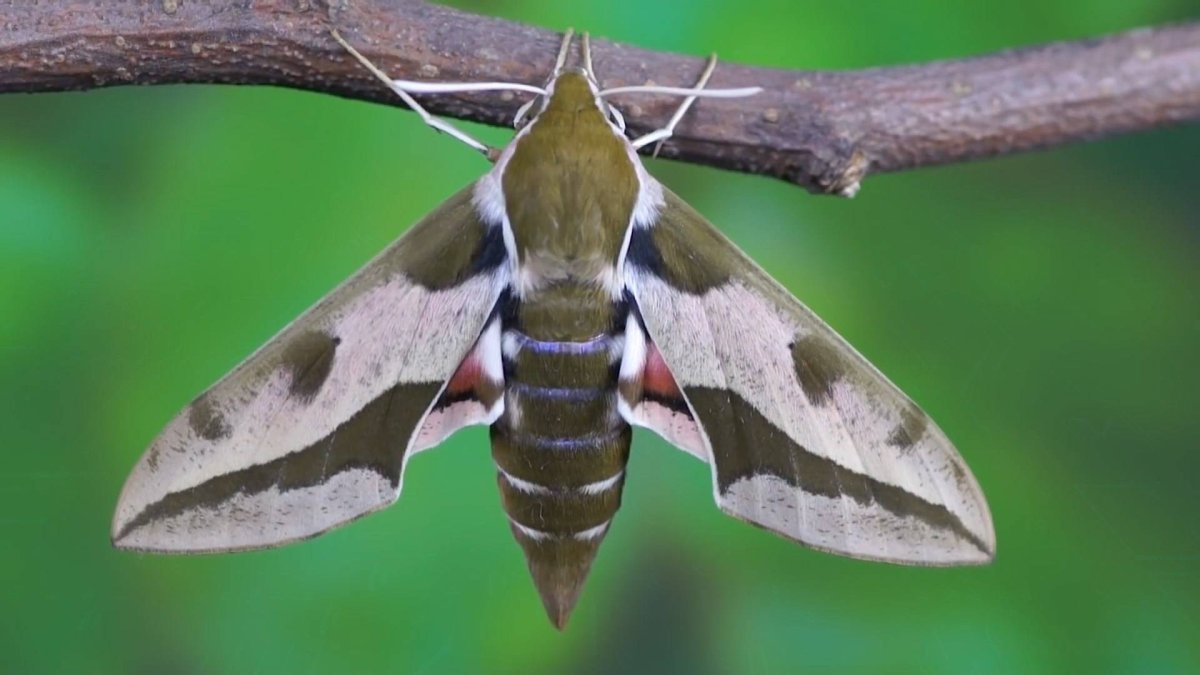 Большой ночной мотылек с крыльями