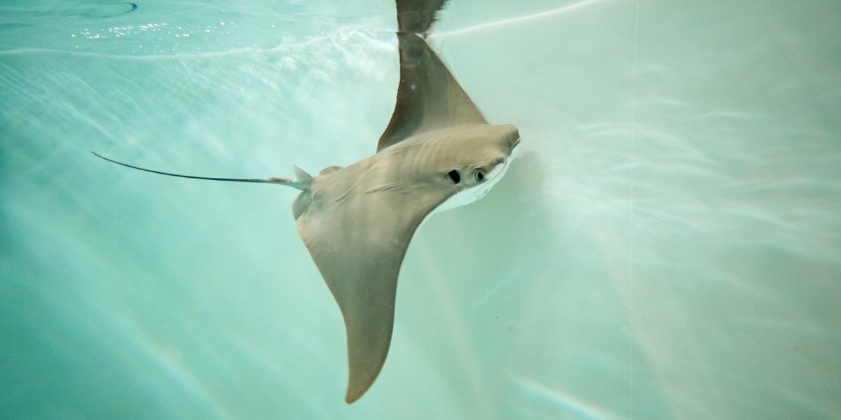 Скат-хвостокол в черном море