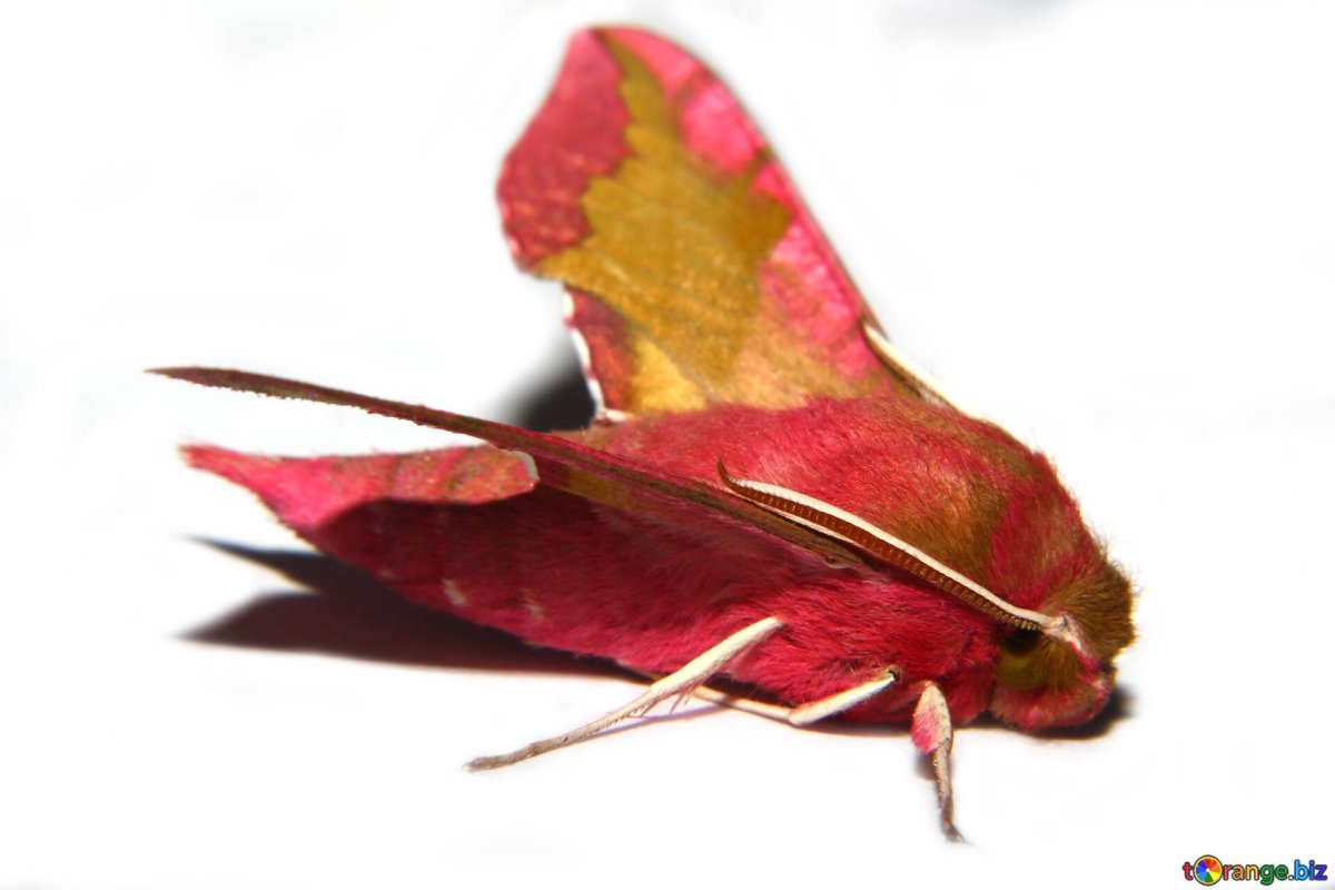 Бражник подмаренниковый бабочка