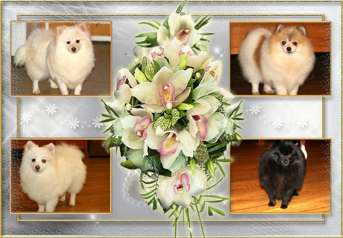 Шпиц померанский карликовый