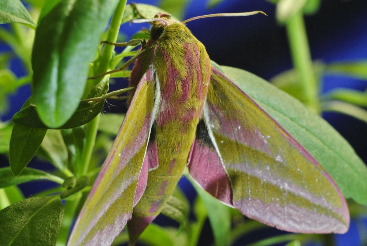 Винный Бражник бабочка