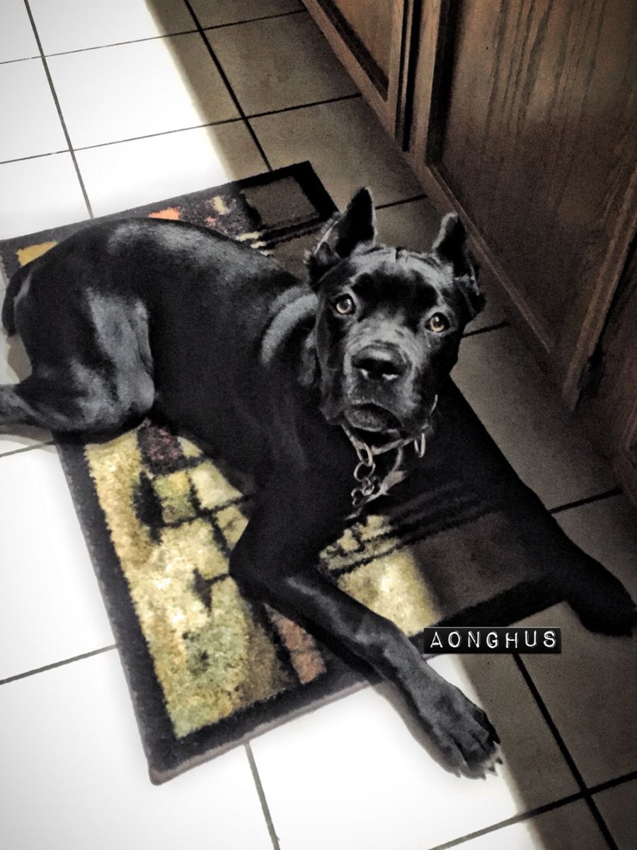 Американский питбультерьер черный