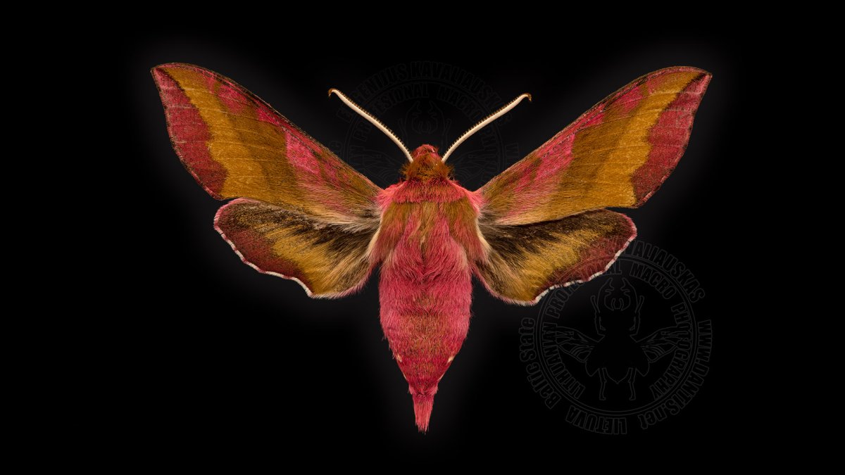 Хвостатая Сфекодина Sphecodina caudata