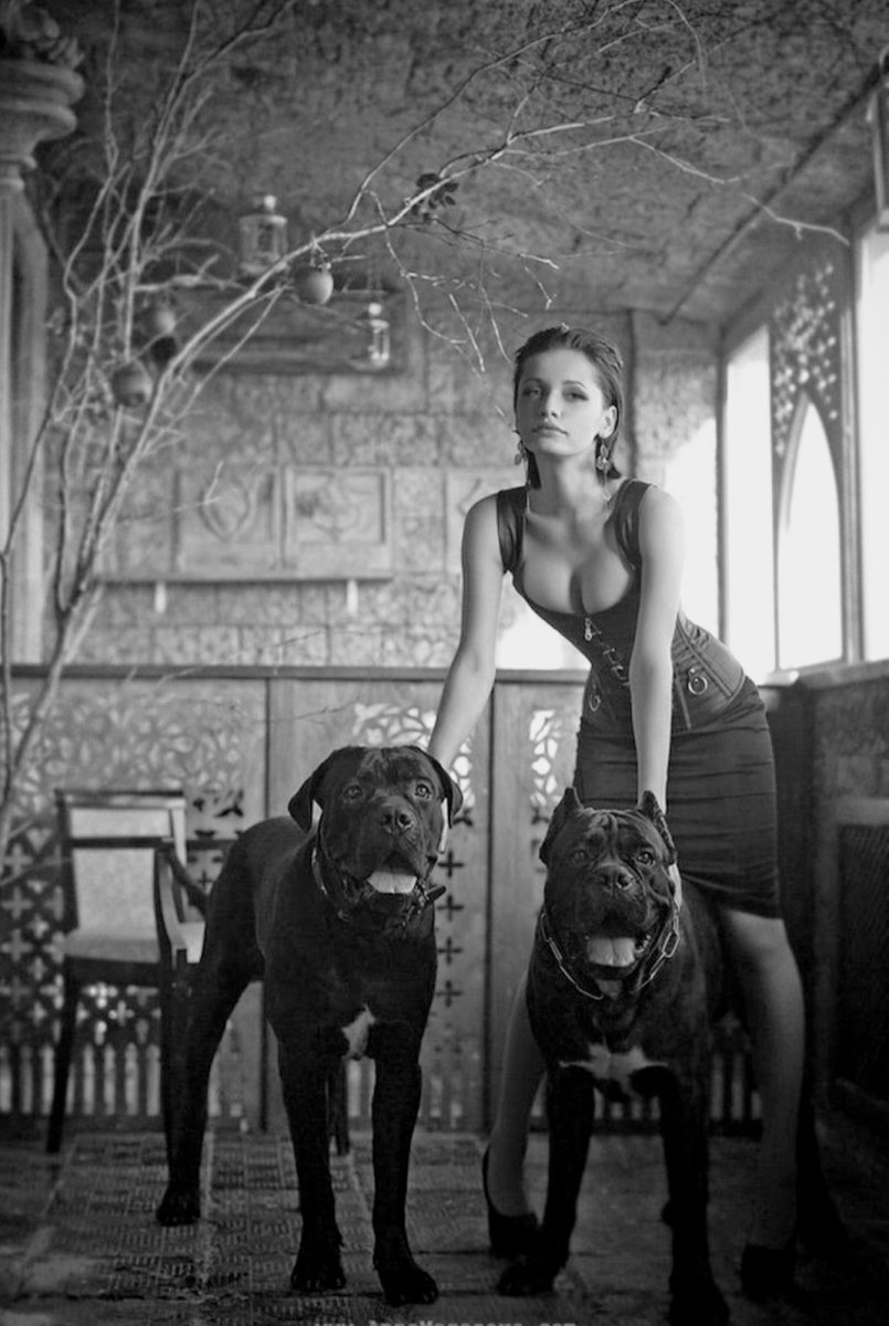 Доберман Эстетика