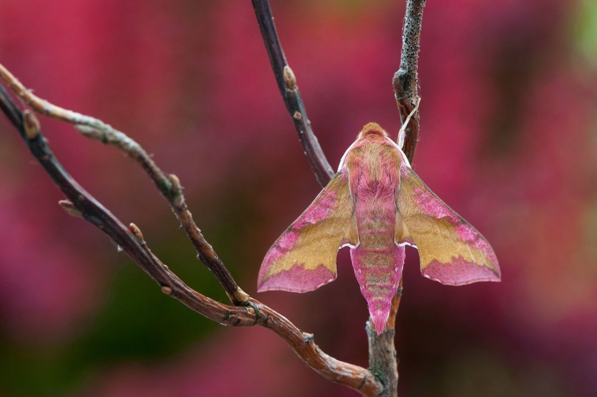 Тутовый шелкопряд розовый